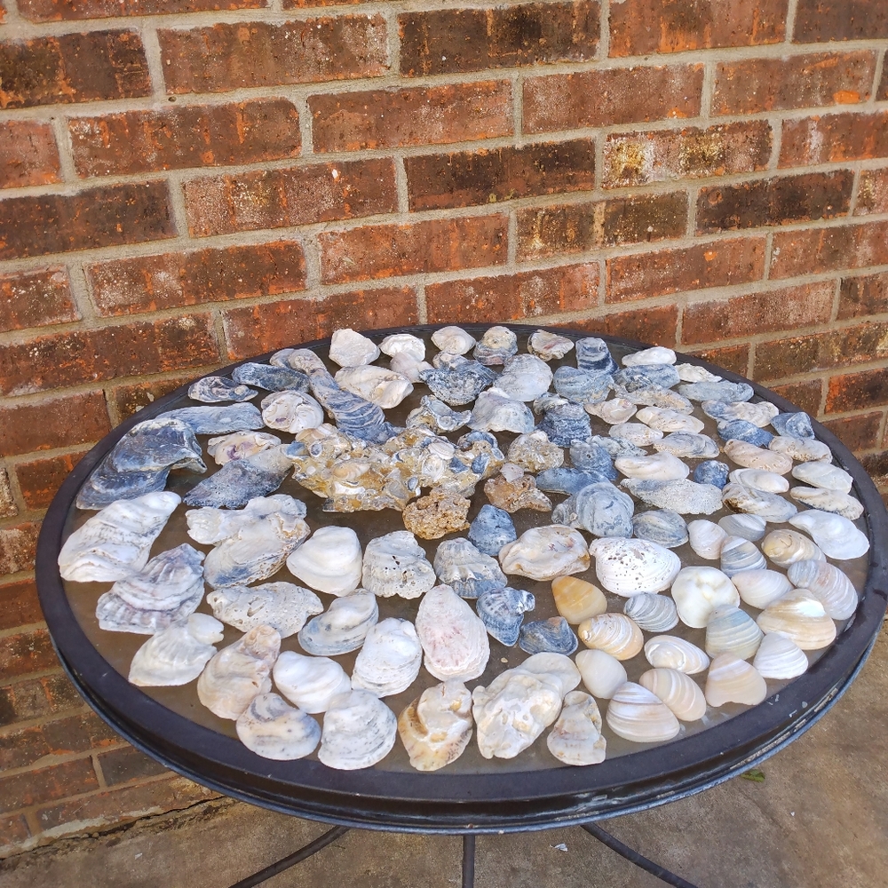 Decorative Seashells